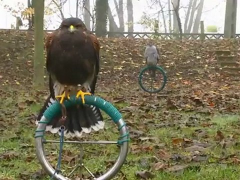 Les oiseaux, compagnons tactiques des militaires