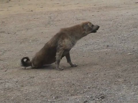 Chien errant fait semblant d'avoir les pattes cassées