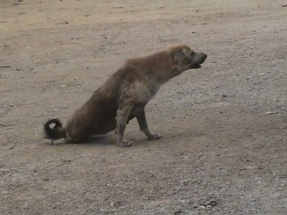 Chien errant fait semblant d'avoir les pattes cassées