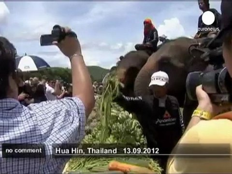 Polo à dos d'éléphant en Thaïlande - no comment
