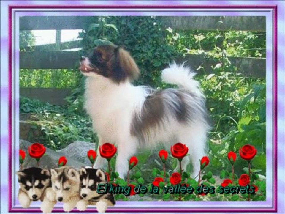 le Phalène petit chien de Roi 2