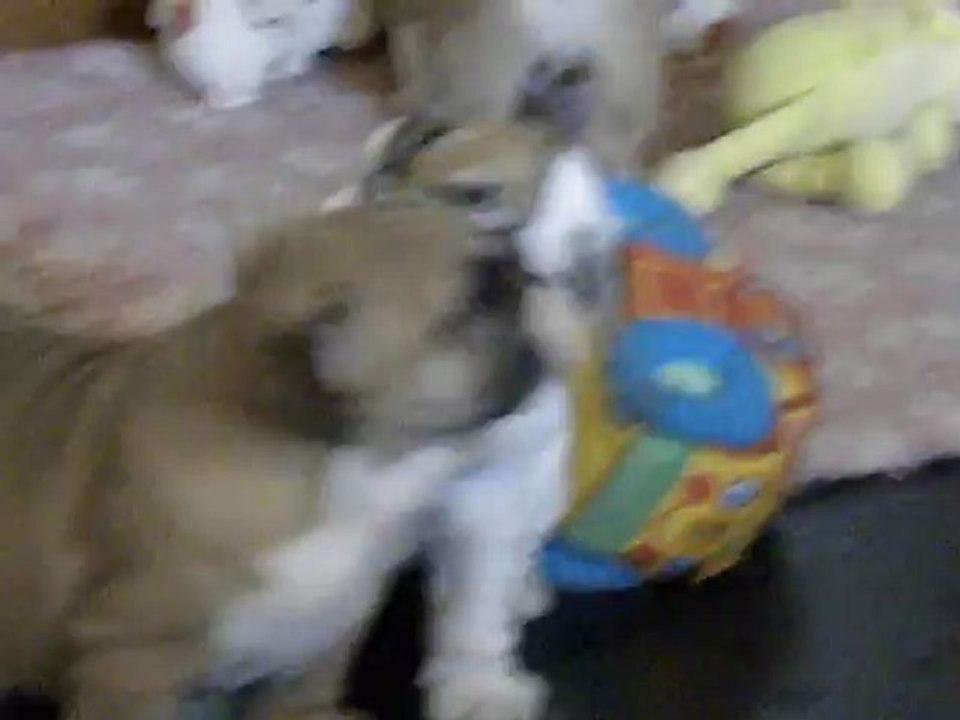 Chiots 6,5 love