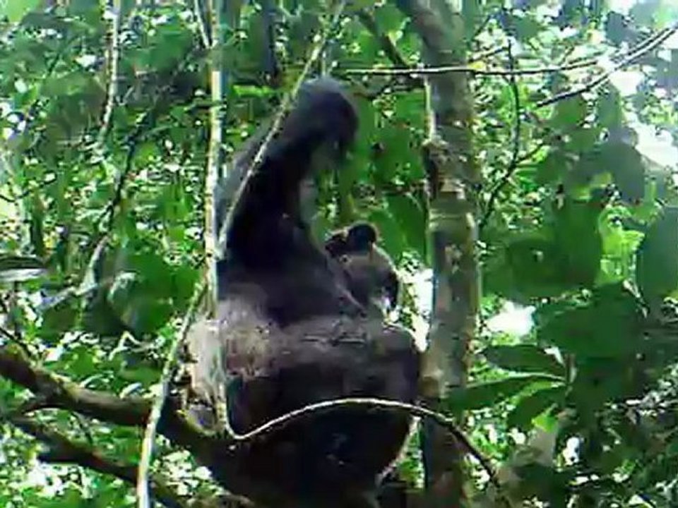 2012 06 Ouganda  Petits singes + marais de bigodi + kibale
