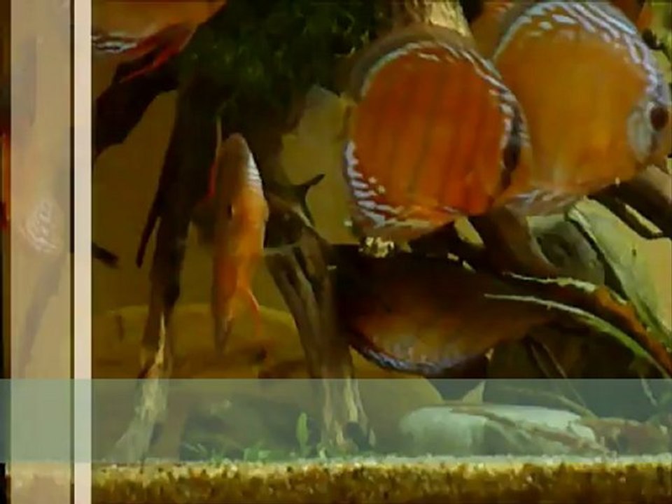 Symphysodon haraldi Manacapuru fo (sauvage) ponte