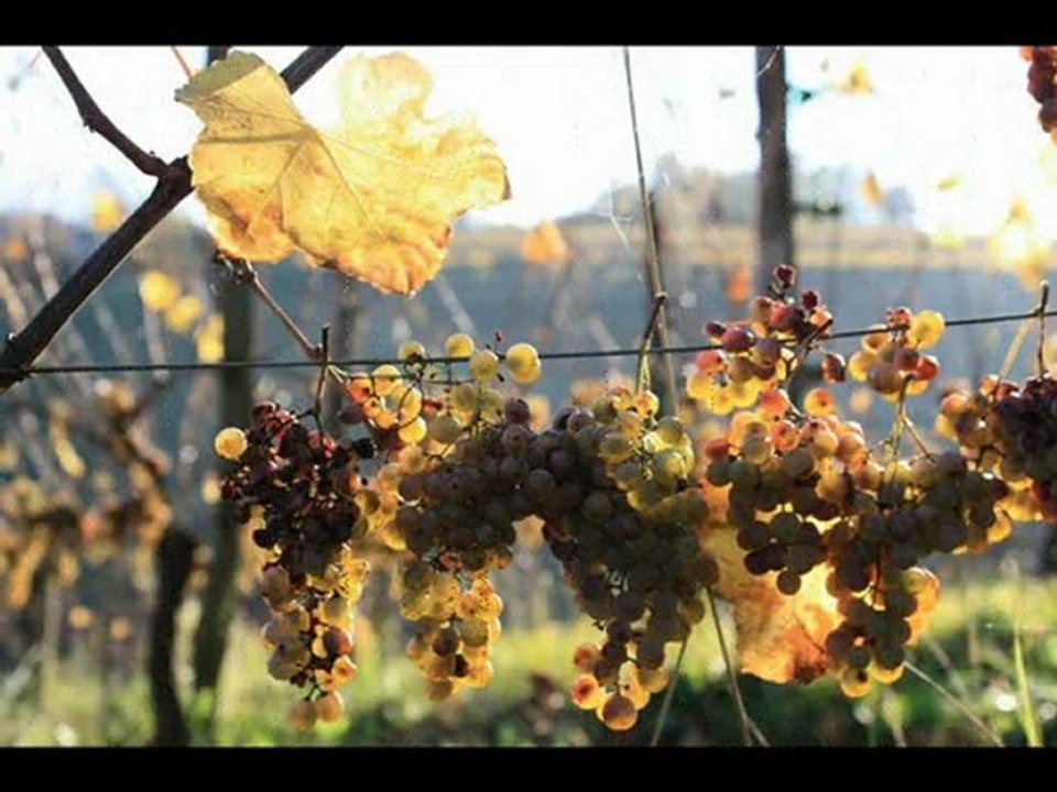 Automne dans le Jurançonnais
