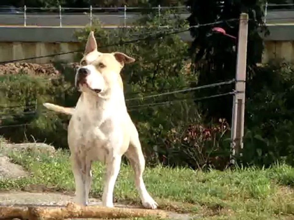 American Staffordshire Terrier Mâle