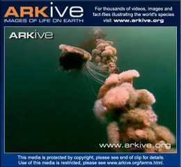 Méduse crinière de lion