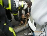 Amiens: un chien sauvé de maltraitance