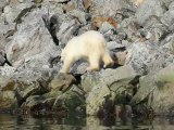 Polar bear preparing for hunting