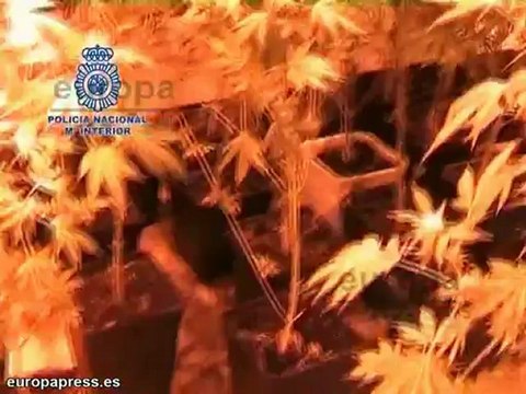 Incautan 427 kilos de marihuana