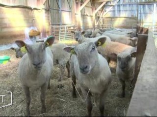 40 hectares de prairie avec vue sur mer (L’Ile d’Yeu)