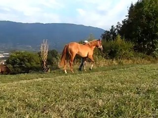 alpha, début des "longues" rênes