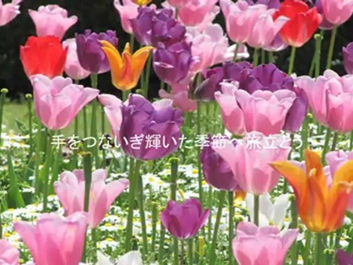 輝いた季節へ旅立とう Seiko Matsuda 動画 Dailymotion
