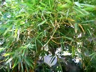 Vent - San Lorenzo Village