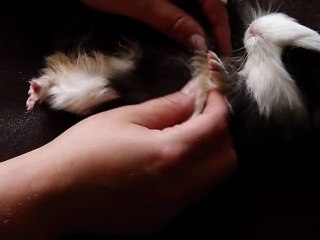 Hono lulu et séance papouilles