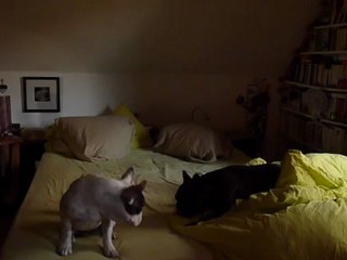 vocalises de Colette qui veut l'os de Gilda 8-9-2012