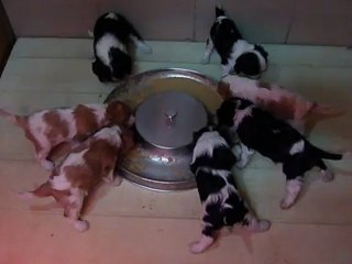 P1070607  TROISIEME REPAS DE LA PORTEE DE DEJAVUE