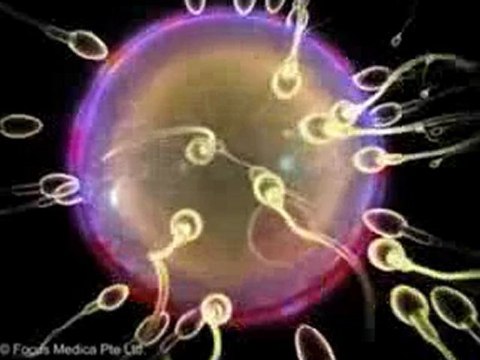 Reproductive System (Jr. Animated Atlas of Anatomy & Physiology)