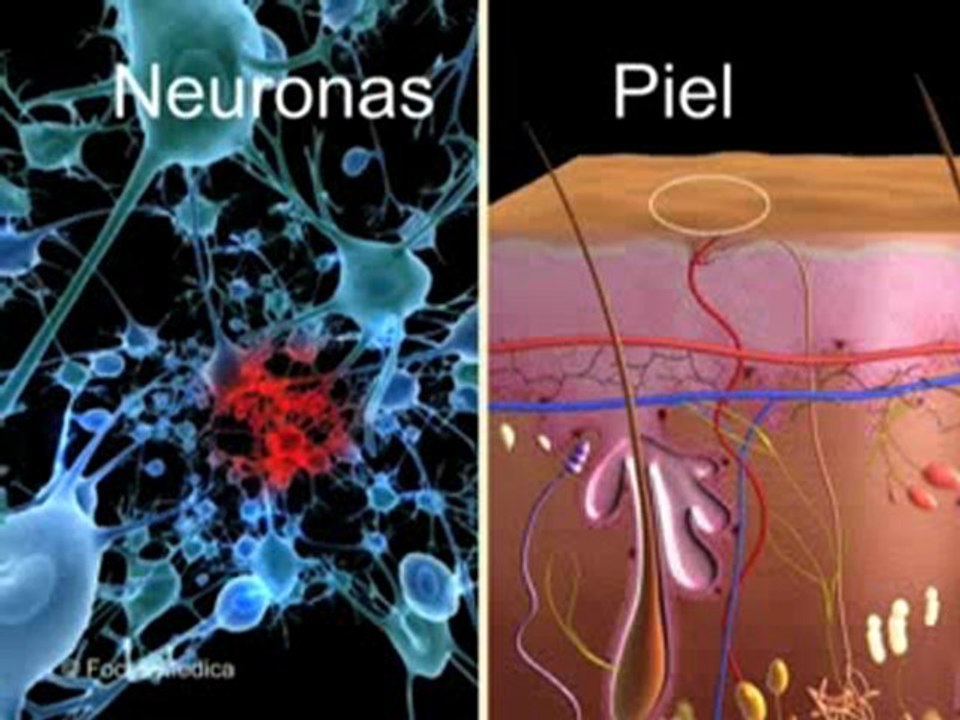 Atlas Infantil Animado de Anatomia - Sistema Nervioso