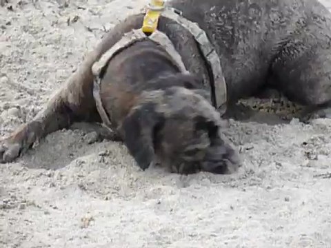 EWANE et EOLE - EWANE à la mer - vol.3