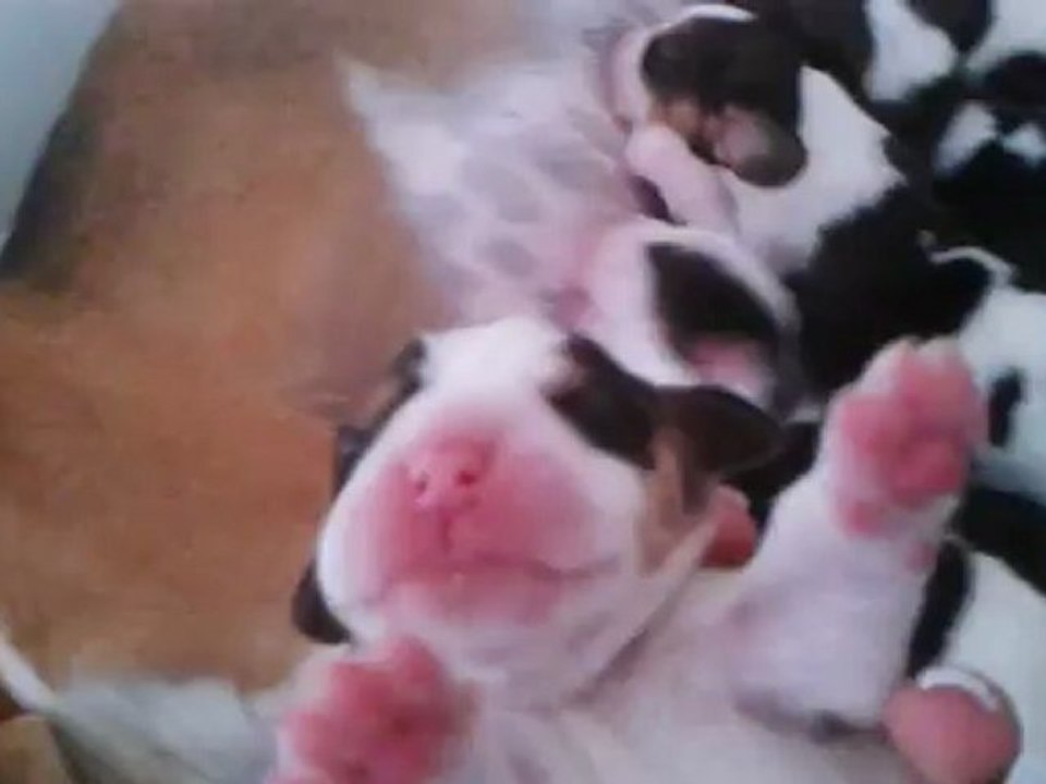 Chiots Fragance et Maddy 15.09.12