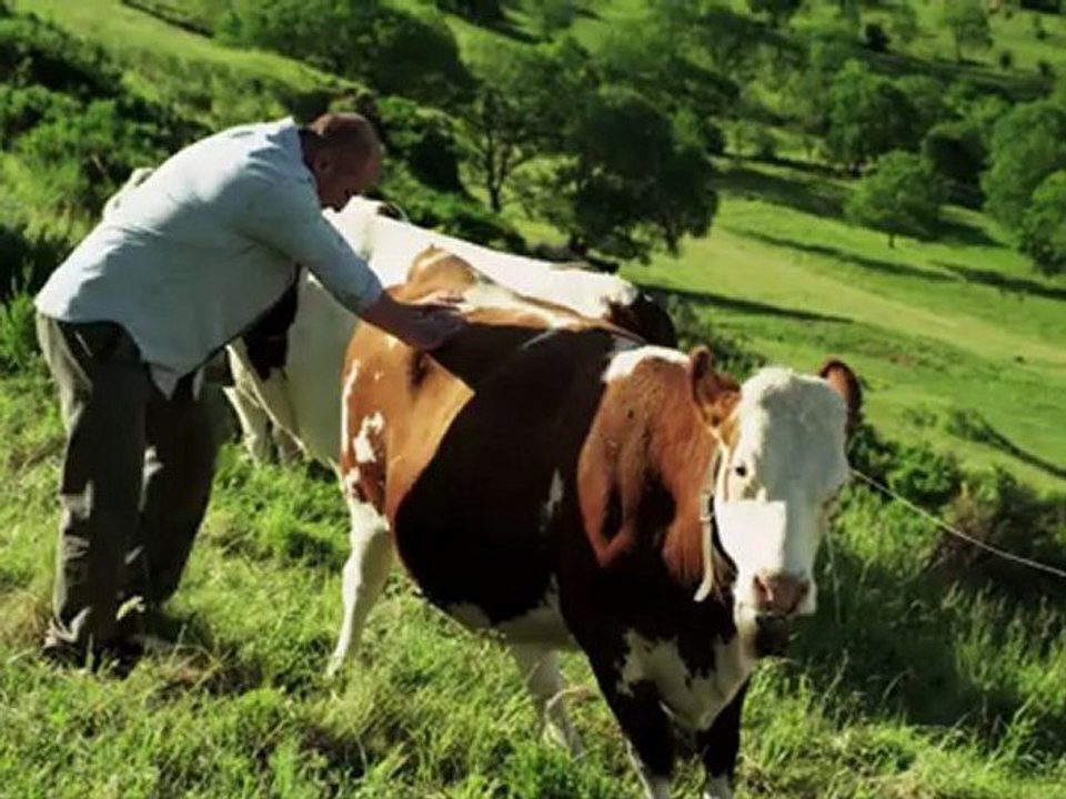 Moscato pour le Fromage AOP Cantal