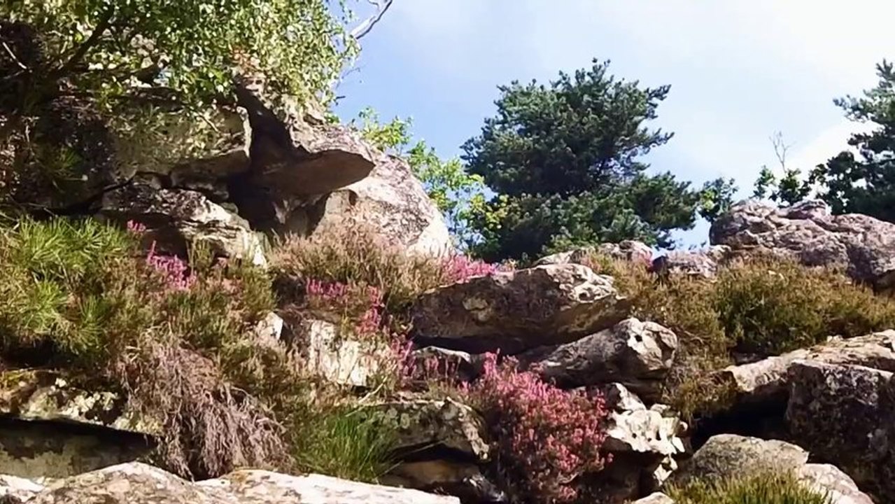 Fontainebleau - Balade sur le circuit des 25 bosses