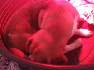 Mise bas Maddy 12.09.12