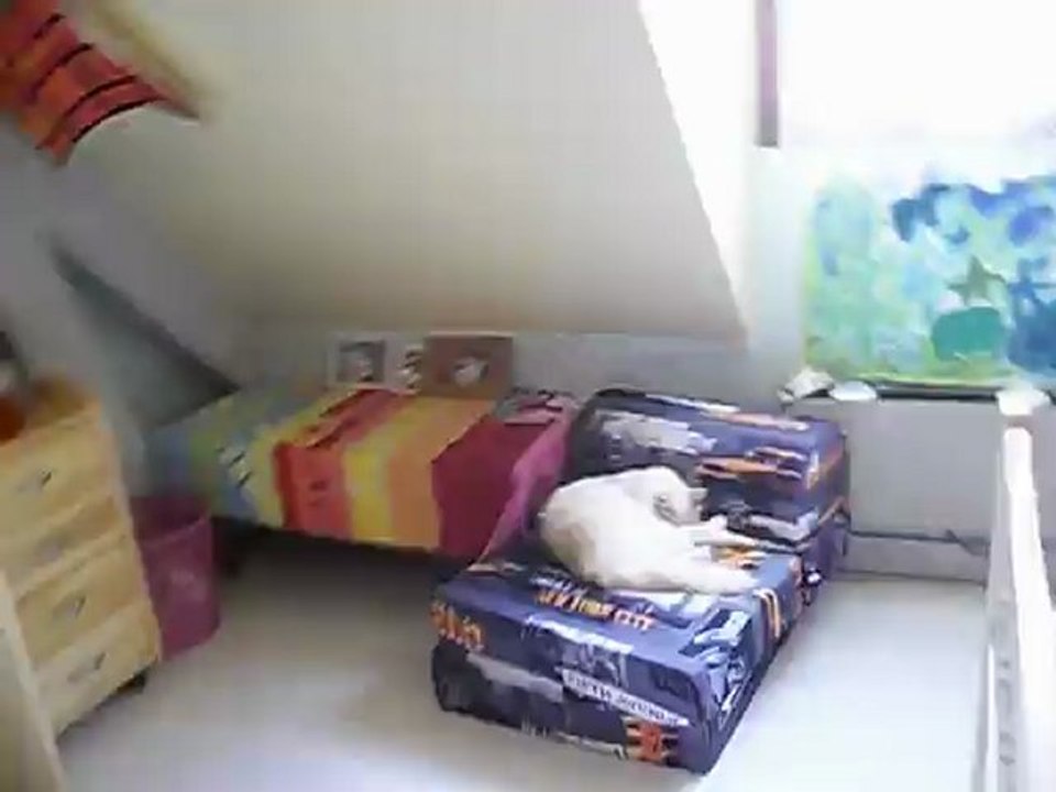 chats dormeur