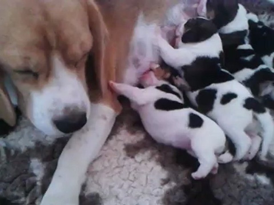 Chiots Fragance et Maddy 15.09.12