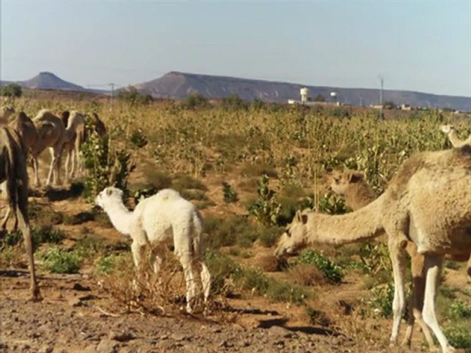 Said Kessas - Instrumental 2 Music Kabyle ---- -.avi - Foto J - Cherifi - YouTube