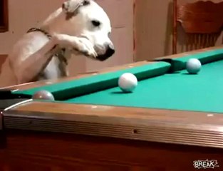 Süper Bilardo Oynayan Köpek