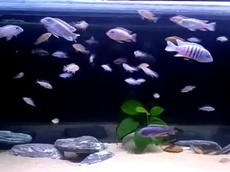 120x45x45 Mbuna Tank.(Maison Reef,Afra Hara Galleria Reef,Mpanga,Lion's Cove,Neon Spot.)