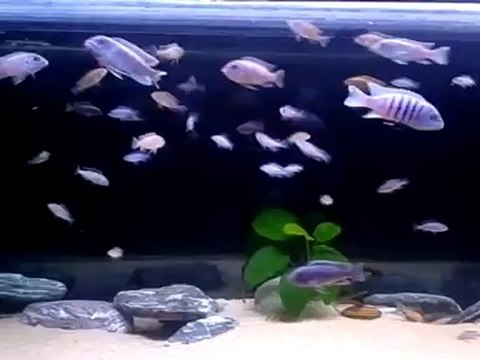 120x45x45 Mbuna Tank.(Maison Reef,Afra Hara Galleria Reef,Mpanga,Lion's Cove,Neon Spot.)