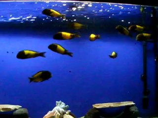 Tropheus ve Meleklerim