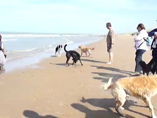 Promenons nos chiens 15 Septembre 2012