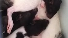 Petits ratons