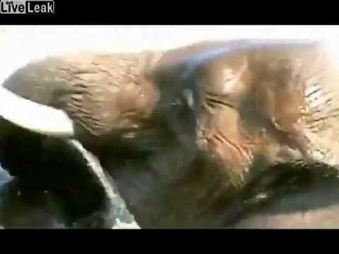 Сняли на видео слонов. На свою голову