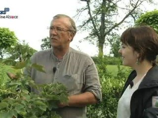 Hebdo DD : Le développement durable en Alsace (13/09)