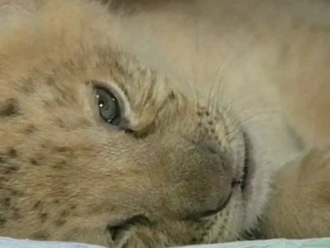 Le premier Liliger, mélange entre un Lion et une Ligre