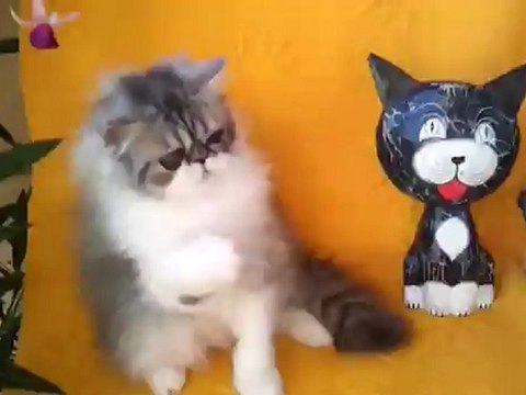 Hiatus persan black silver et blanc 4 mois