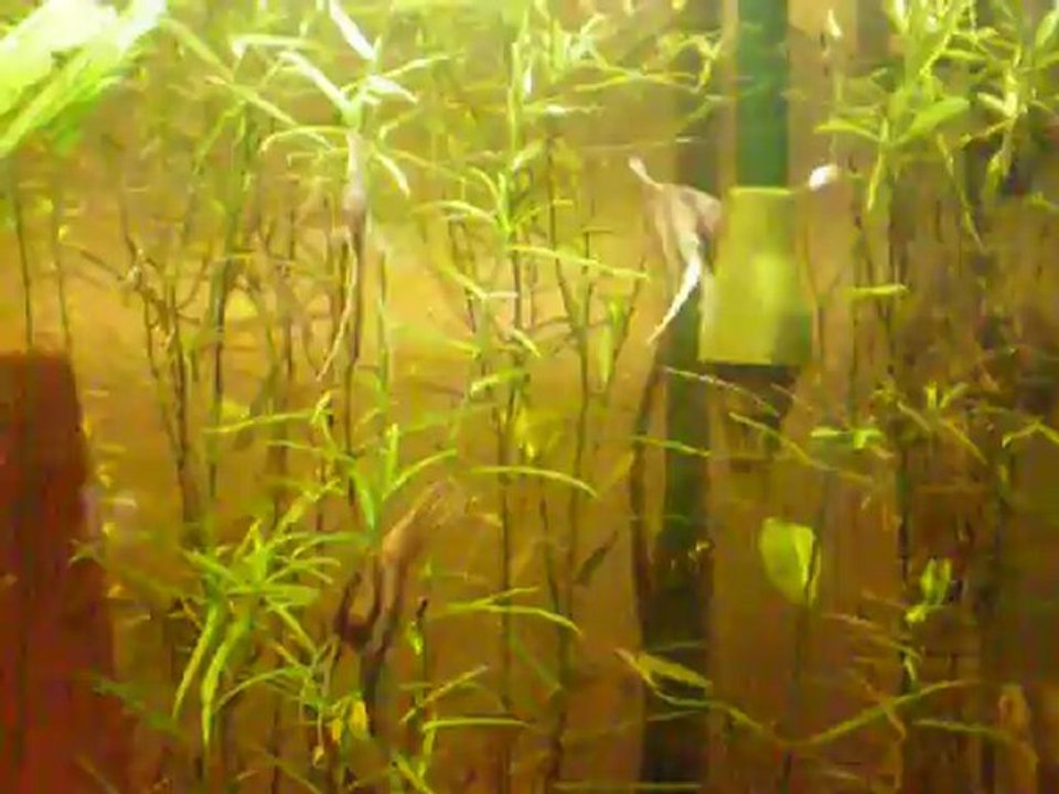 Reproduction scalaire 20, 3 mois