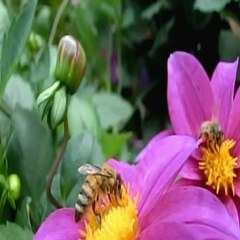 slow motion sur abeille