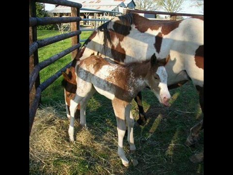 Soy Travel / étalon Paint Horse