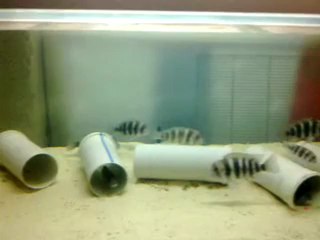 bursa tropheus üretim merkezi