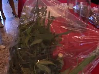 una serra di marijuana in casa