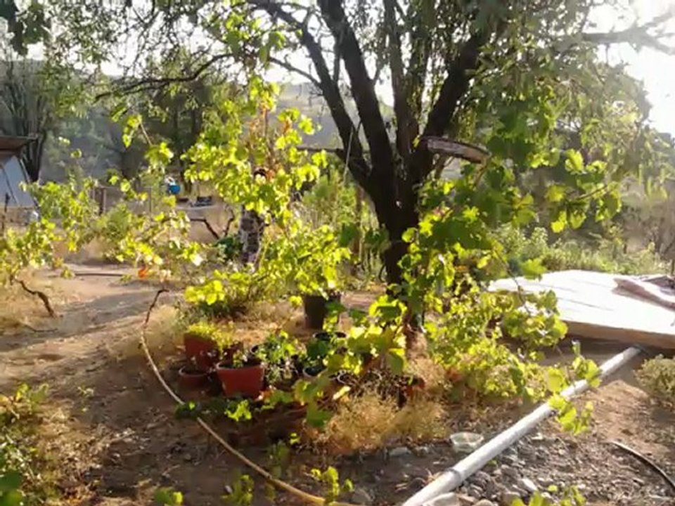 Ahlatdede Eylül 2012