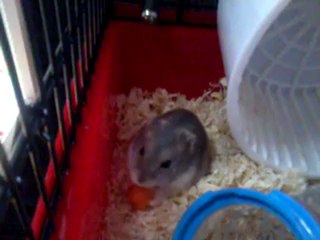 Montre toi Ménestrel Lilliputienne!