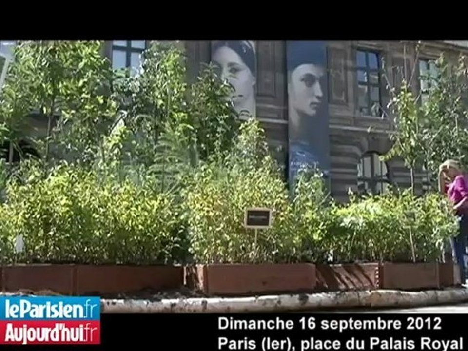 Paris : une forêt à deux pas du Palais Royal