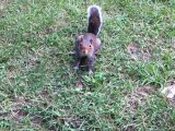 Les écureuils de la Maison Blanche / The White House's squirrels